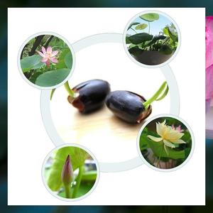 Water Lily Seed Pack