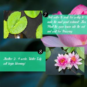 Water Lily Seed Pack